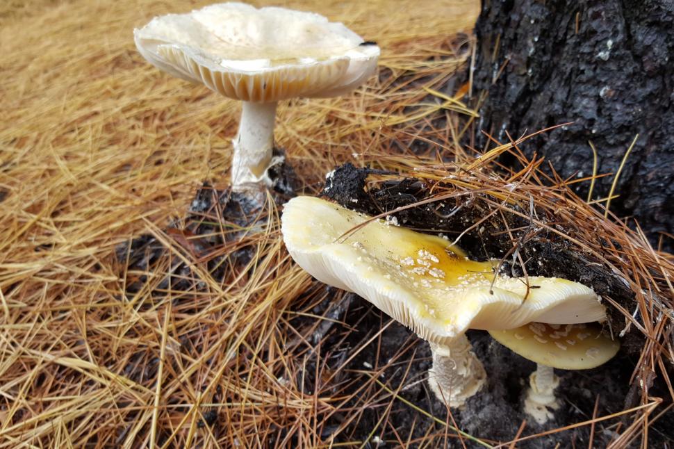 diseased-tree-stump-that-needs-removing