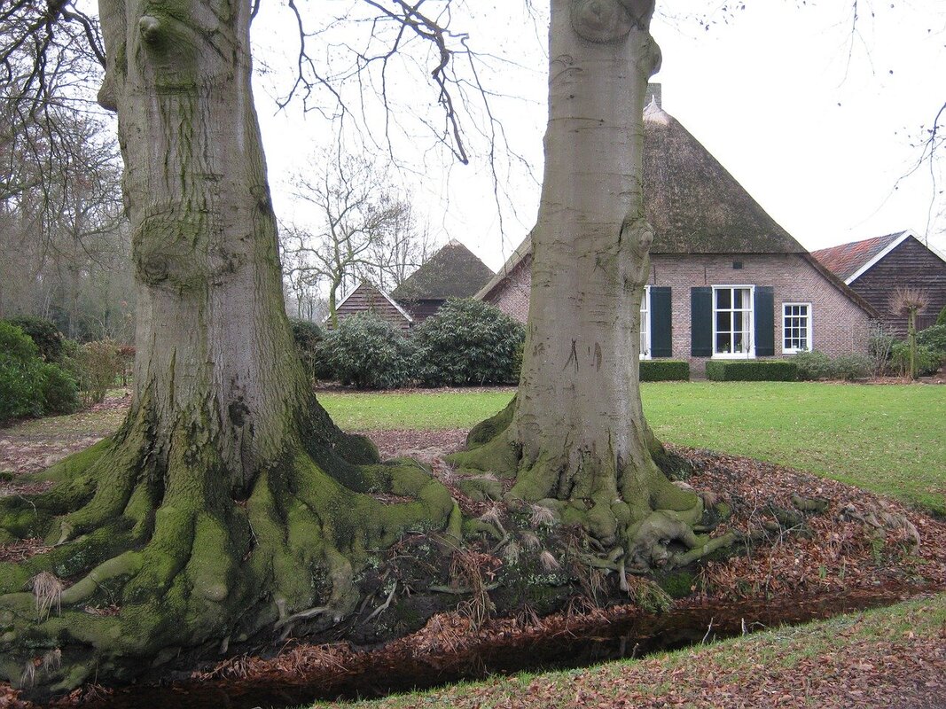tree-inspection-services-nottingham