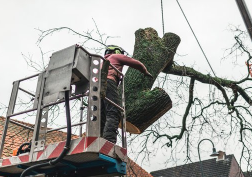 tree-removal-nottingham