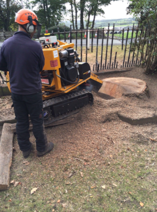 tree-stump-grinding-machine-operated-by-our-specialist