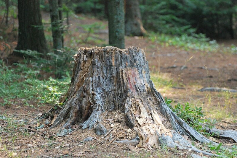 tree-surgeon-nottingham-12
