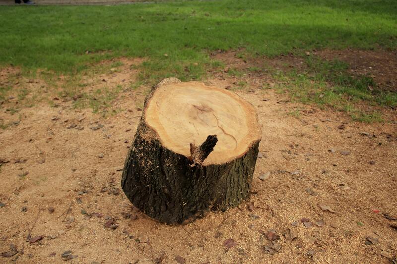 tree-surgeon-nottingham-13