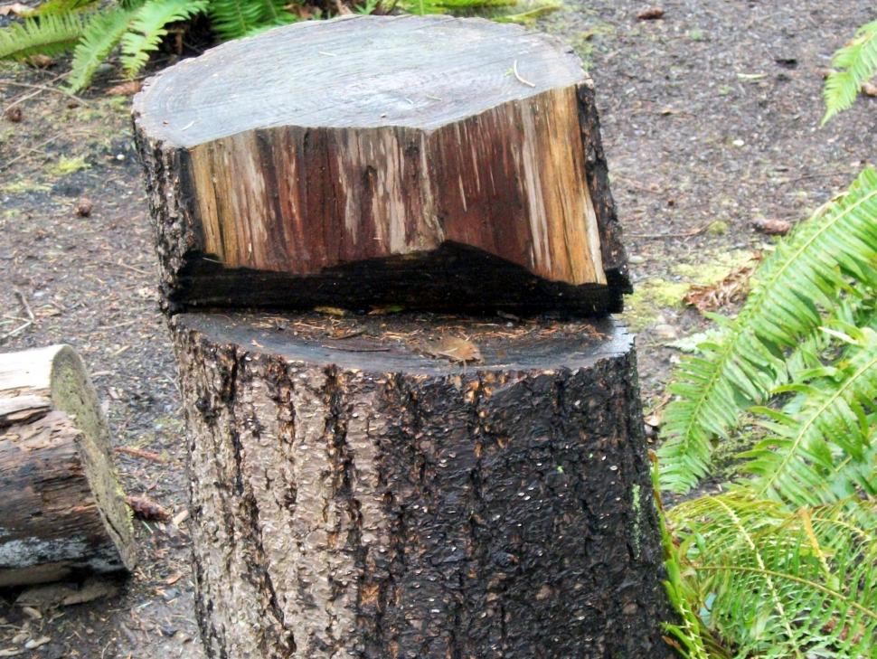 tree-surgeon-nottingham-16