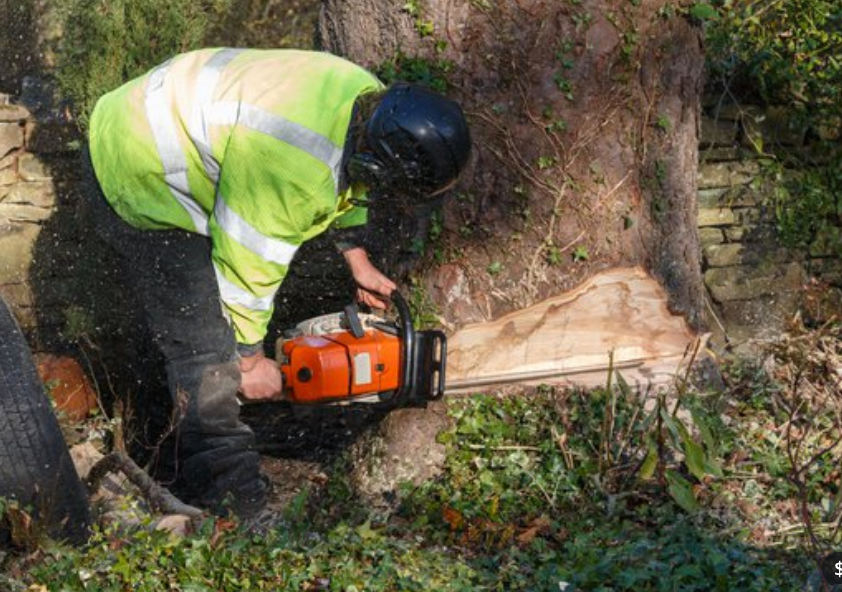 tree-surgeon-nottingham-6