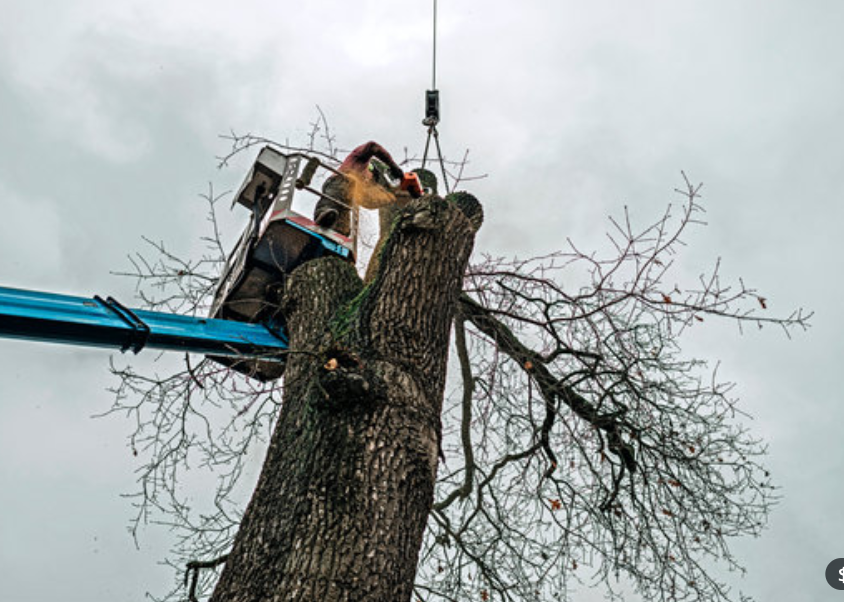 tree-surgeon-nottingham-7
