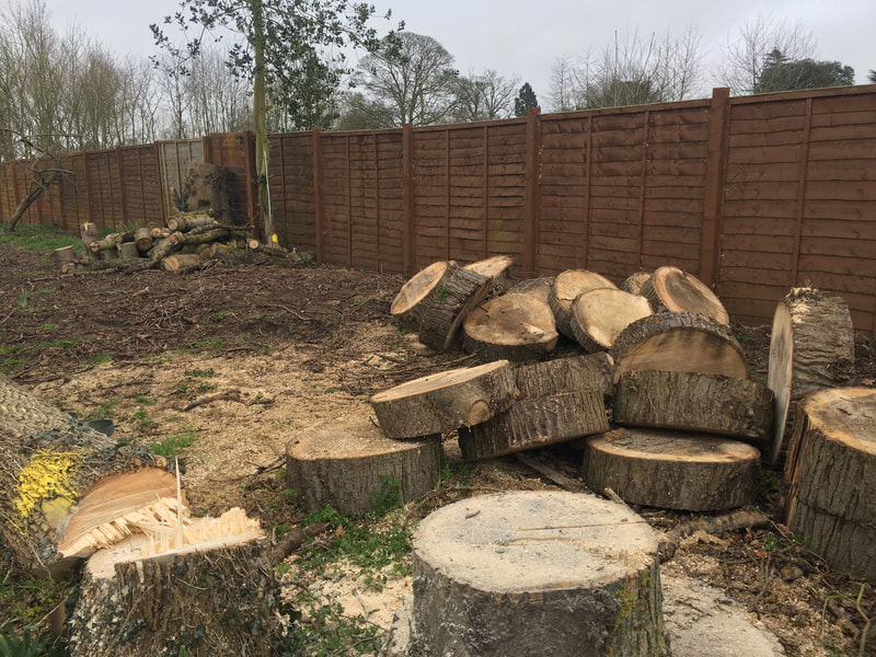 tree-surgeon-nottingham-8
