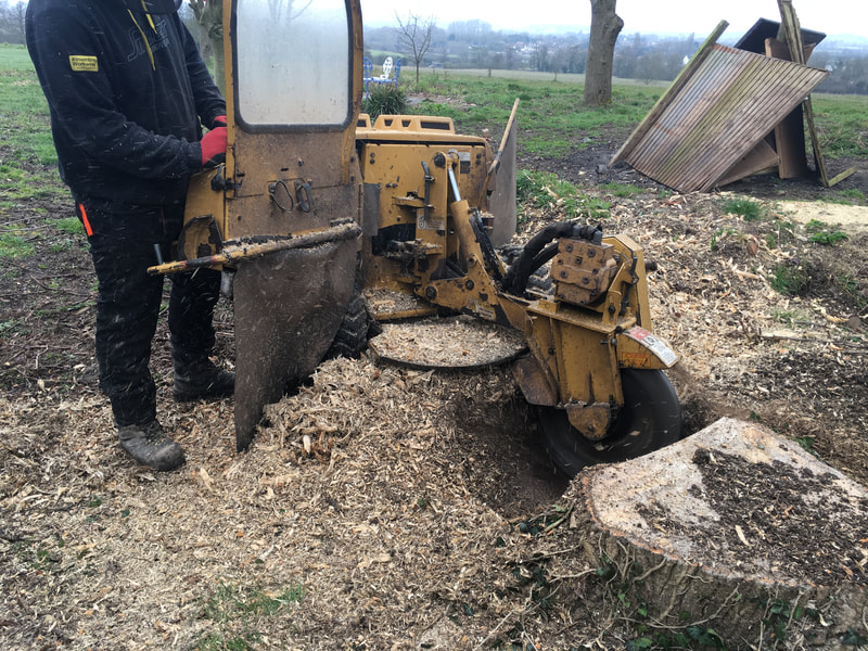 tree-surgeon-nottingham-9