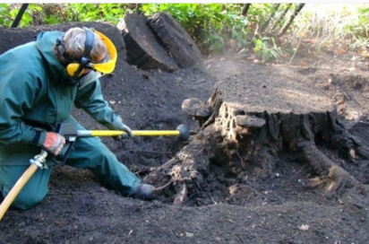 tree-surgeon-nottingham